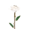 24KRoseWhite_2048x.png