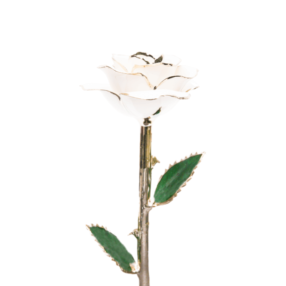 24KRoseWhite_2048x.png