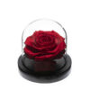 Rose-eternelle-2.jpg