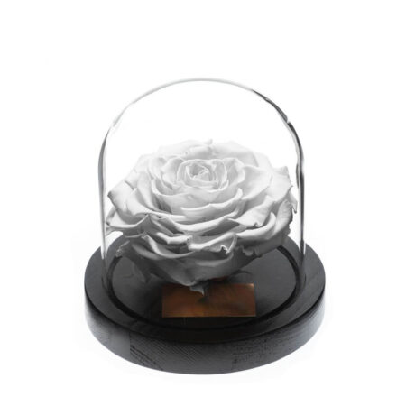 Rose-sous-Cloche-1.jpg