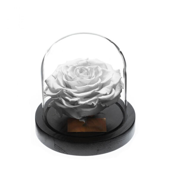 Rose-sous-Cloche-1.jpg