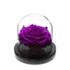 Rose-sous-Cloche-4.jpg