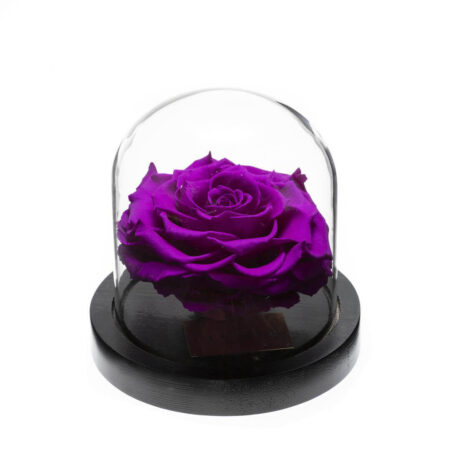 Rose-sous-Cloche-4.jpg