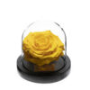 Rose-sous-Cloche-5.jpg