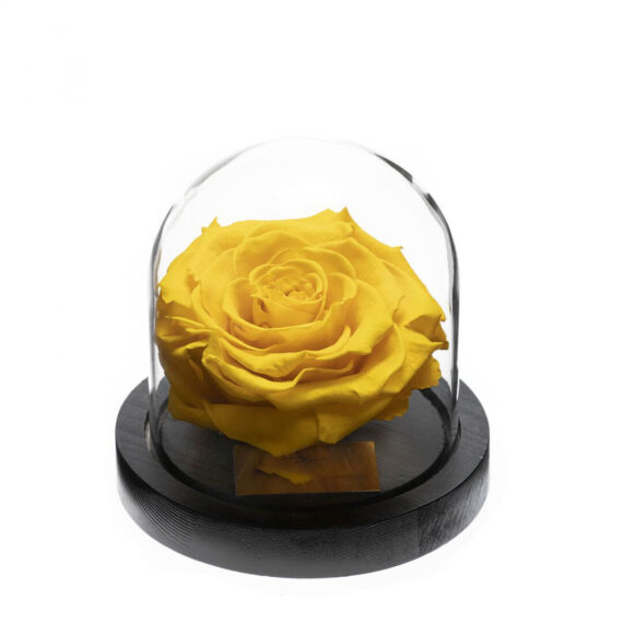 Rose-sous-Cloche-5.jpg