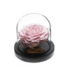 Rose-sous-Cloche-6.jpg