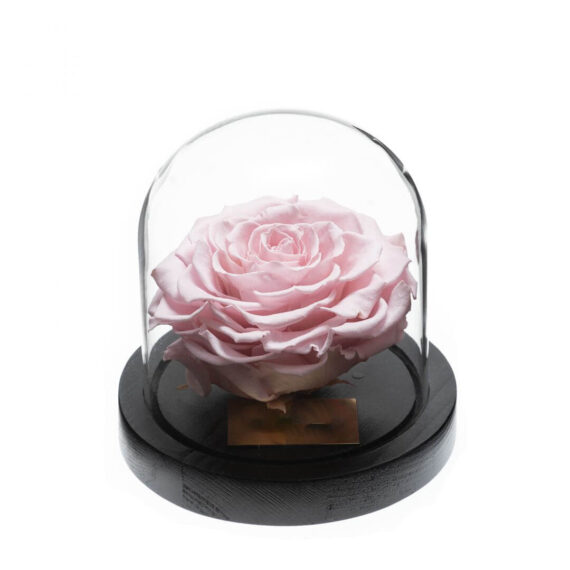 Rose-sous-Cloche-6.jpg