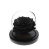 Rose-sous-Cloche-7.jpg
