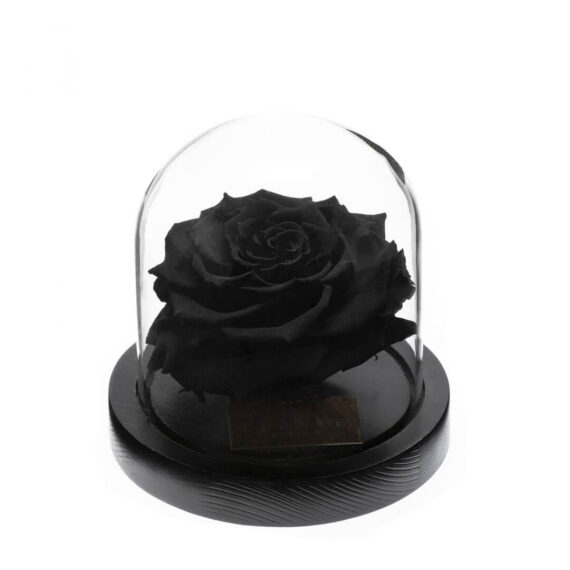 Rose-sous-Cloche-7.jpg