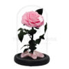 Roses-sous-cloches-1.jpg