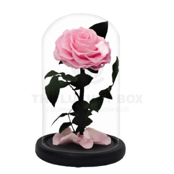 Roses-sous-cloches-1.jpg